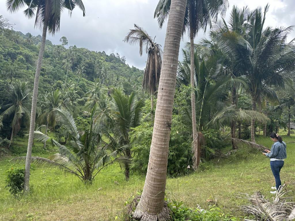 Terreno en Surat Thani, Thailand No. 61566