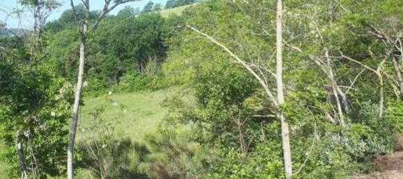 68794m² Land in Urbino, Italy No. 362627 4