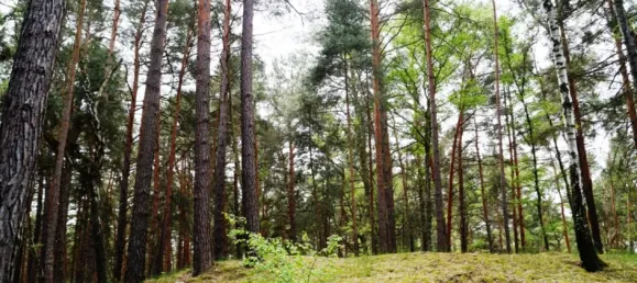 Casa de 4 habitaciónes en Oder-Spree, Germany No. 226813 32
