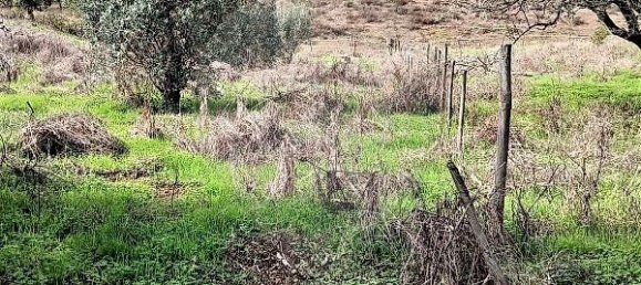 2 bedrooms Land in Grandola, Portugal No. 110700 8