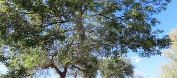 1 bedroom House in Idanha a Nova, Portugal No. 63153 21