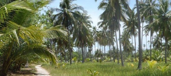 440878m² Commercial property in Phuket, Thailand No. 12328 15