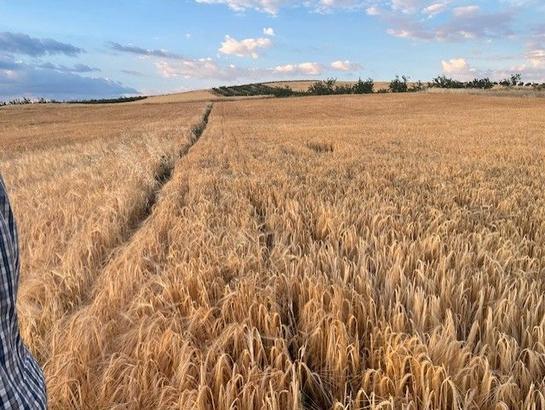 Земельный участок 31500м² в Гранада, Испания № 162007