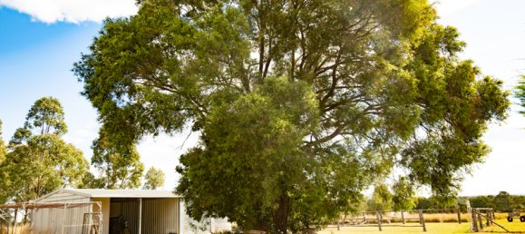 4 bedrooms Farm in Runnymede, Australia No. 156 23