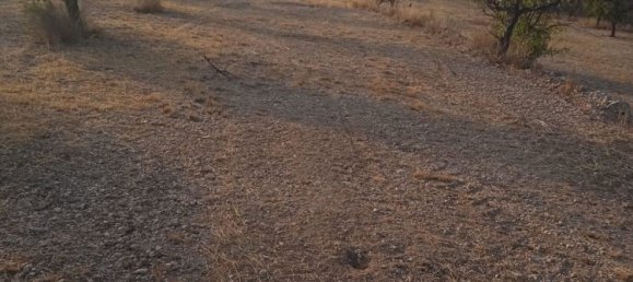  Land in Monovar, Spain No. 189040 14