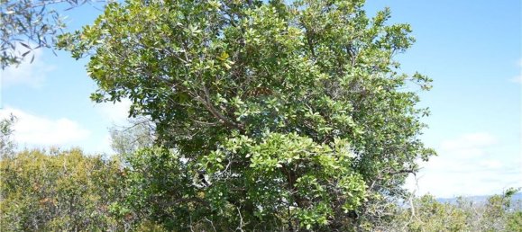 Terreno em Olhão, Portugal 80000 m² N.º 35607 17