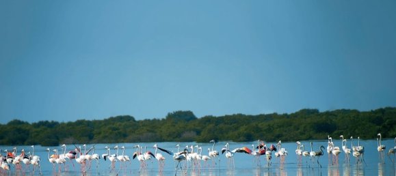 10187m² Land in Al Zorah, UAE No. 106423 13