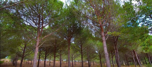 18 rooms Villa in Castiglione della Pescaia, Italy No. 145473 10