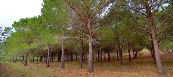 18 rooms Villa in Castiglione della Pescaia, Italy No. 145473 9