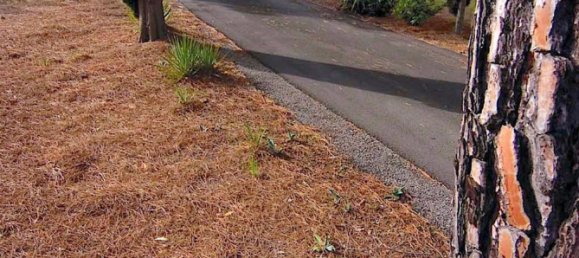 18 rooms Villa in Castiglione della Pescaia, Italy No. 145473 17