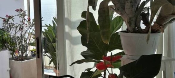 4 rooms Apartment in Ospedaletti, Italy No. 223936 11