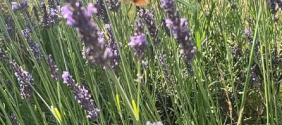 Terrain à Dahme-Spreewald, Germany 990m² No. 313589 6