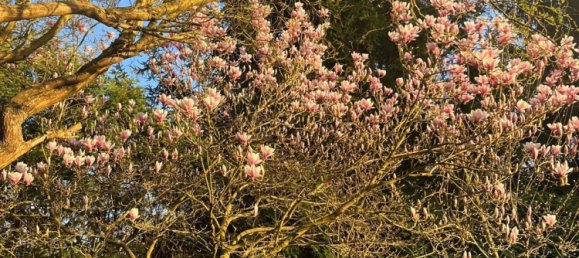Terrain à Dahme-Spreewald, Germany 990m² No. 313589 7