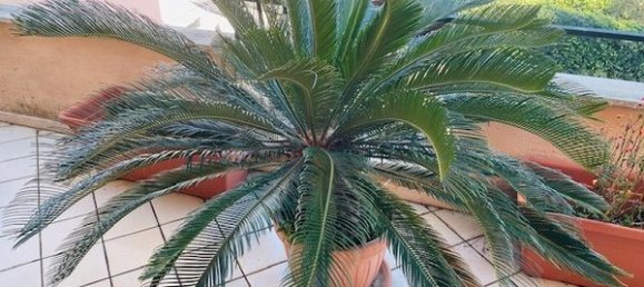 6-Zimmer Villa in Cerveteri, Italy, Nr. 83950 33