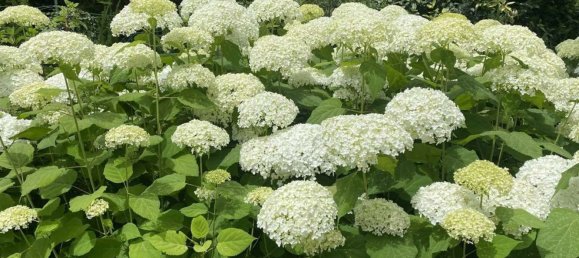 Villa T15 em Traversetolo, Italy N.º 335903 46