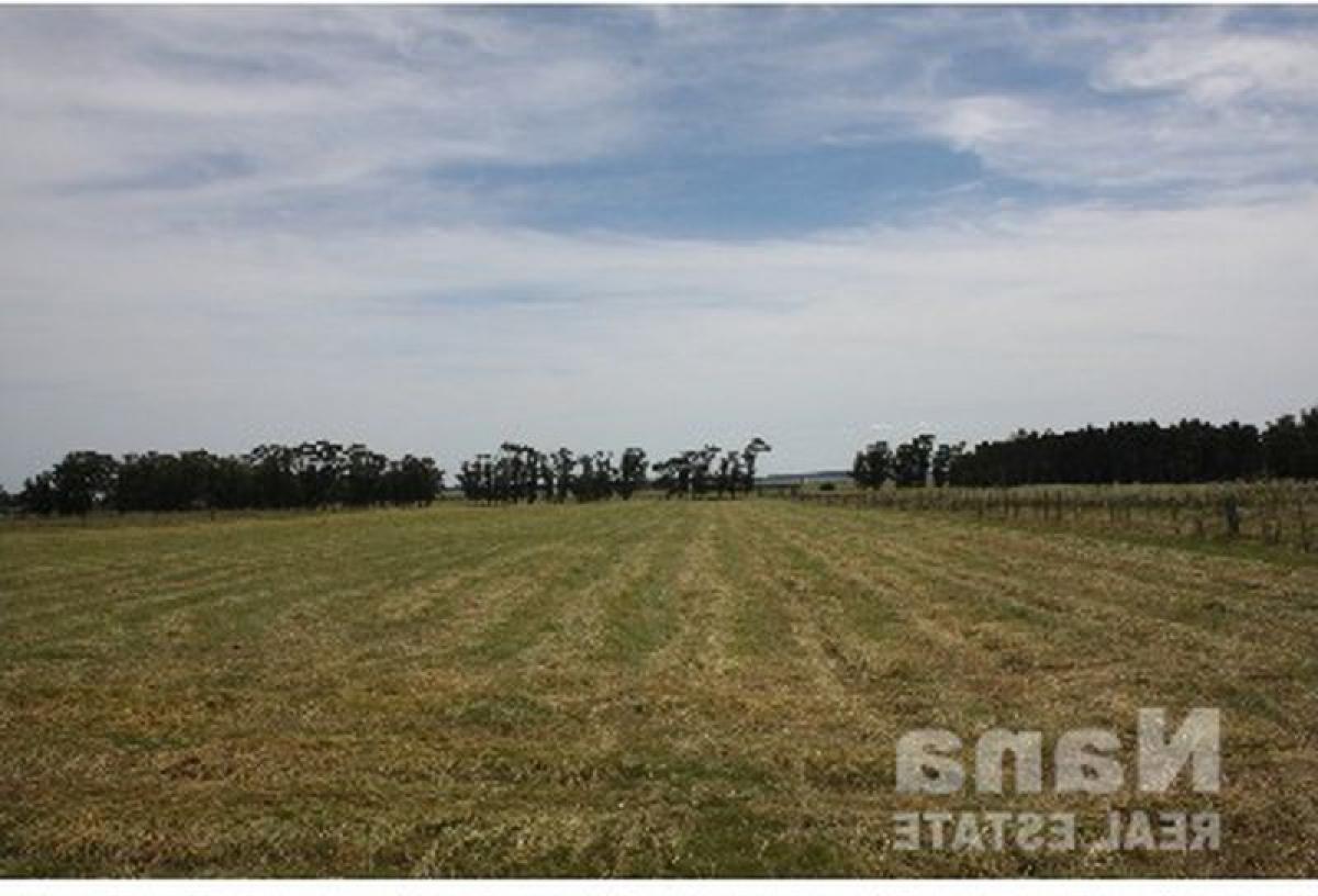  Farm in Maldonado, Uruguay No. 14656
