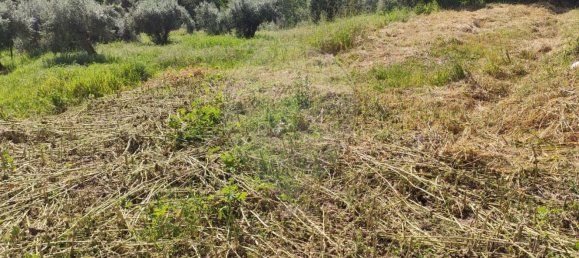 1560m² Land in Tomar, Portugal No. 71042 14