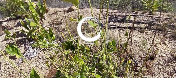 Terrain à Arico, Spain 5000m² No. 157299 7