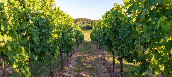 Земельный участок в Веринг, Австрия № 129686 5