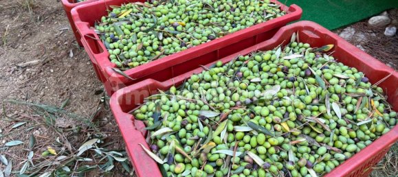 1300m² Land in Martinsicuro, Italy No. 343608 3