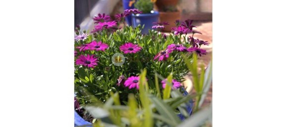 3 bedrooms Villa in Tavira, Portugal No. 237466 16