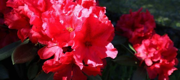 7 rooms House in Hanover, Germany No. 178938 23