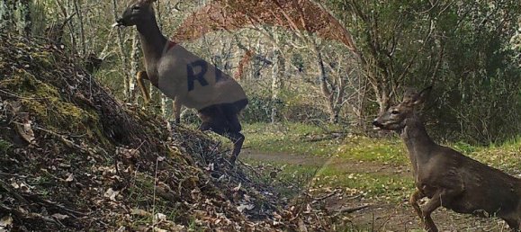 7 bedrooms House in Macedo de Cavaleiros, Portugal No. 180775 24