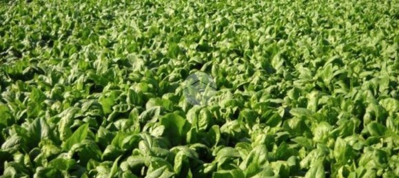 32500m² Land in Saonara, Italy No. 289559 4