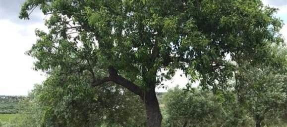 Grundstück in Noto, Italy 80000m², Nr. 284256 9