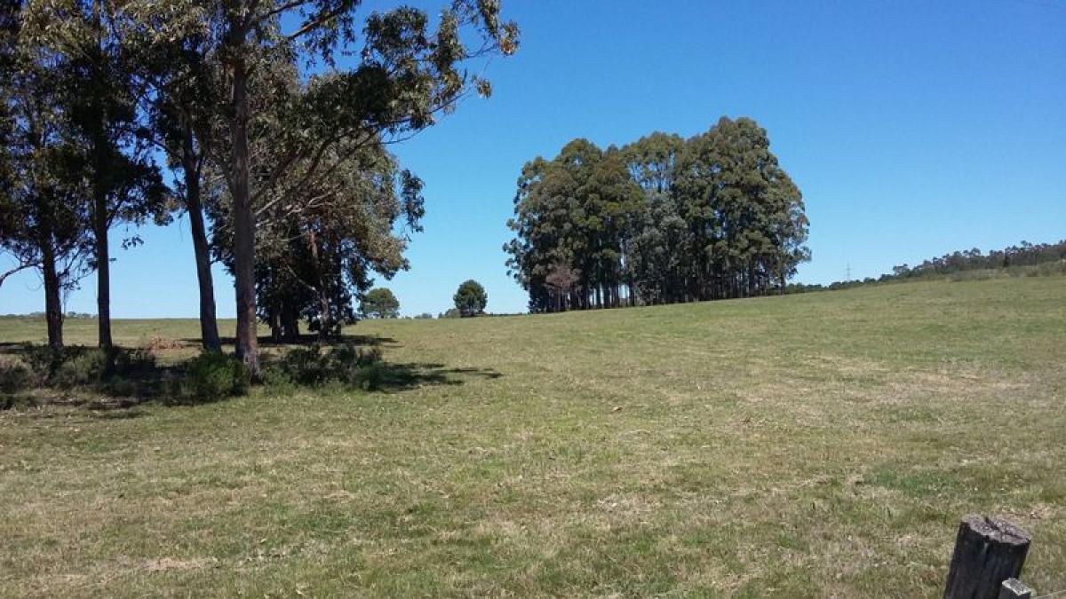  Farm in Maldonado, Uruguay No. 14365