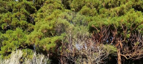 3 bedrooms House in Velas, Portugal No. 48238 17