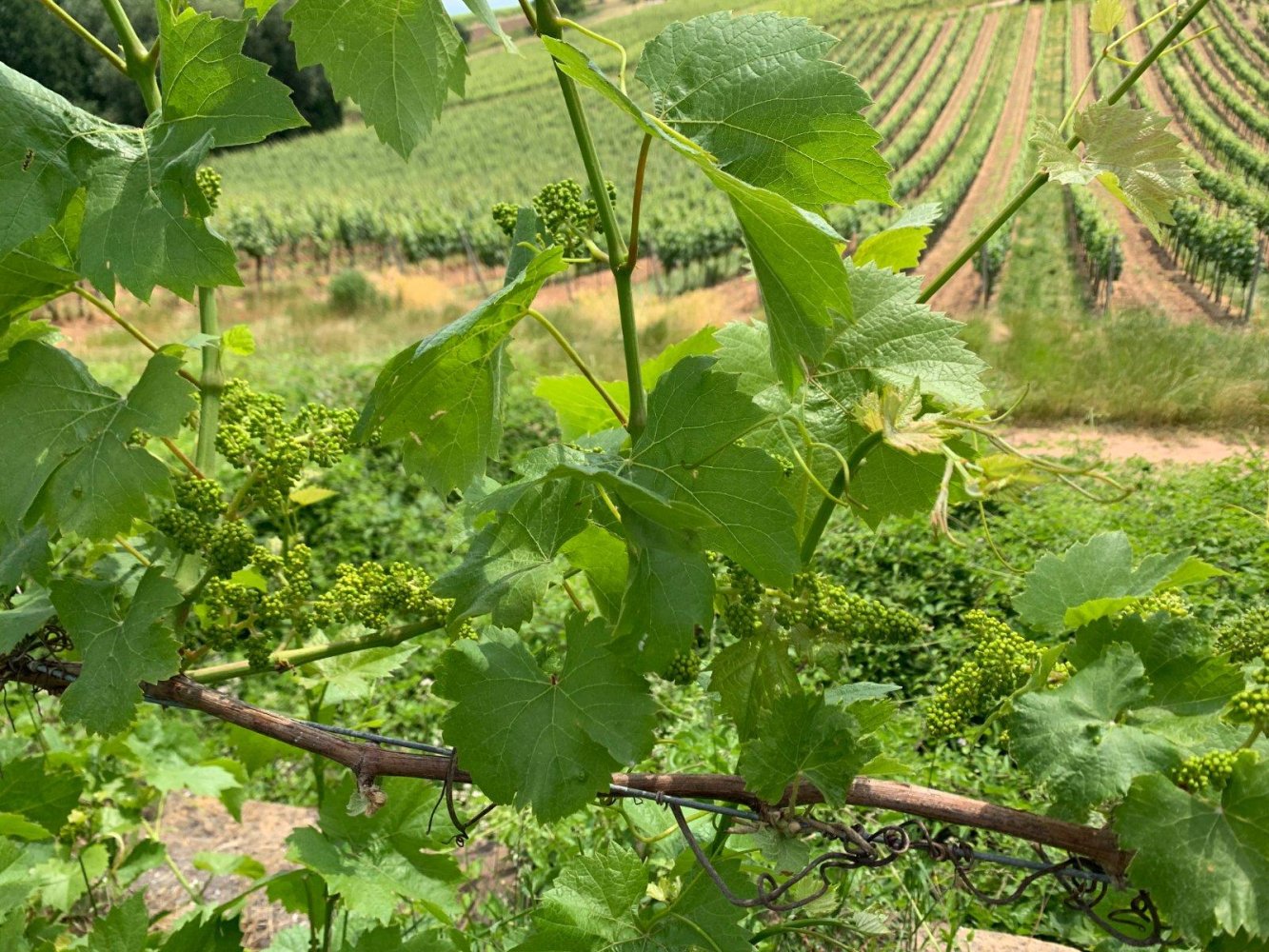 Земельный участок в Рейнланд-Пфальц, Германия № 242299