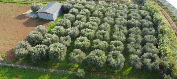 5240m² Land in Cisterna di Latina, Italy No. 157593 6