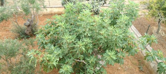 4 rooms Villa in Gallipoli, Italy No. 233814 15