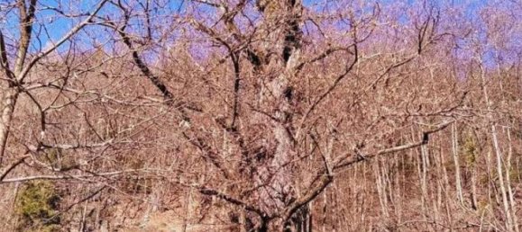 8 rooms House in Crodo, Italy No. 38114 31