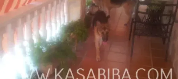 4 bedrooms House in Alzira, Spain No. 72026 8