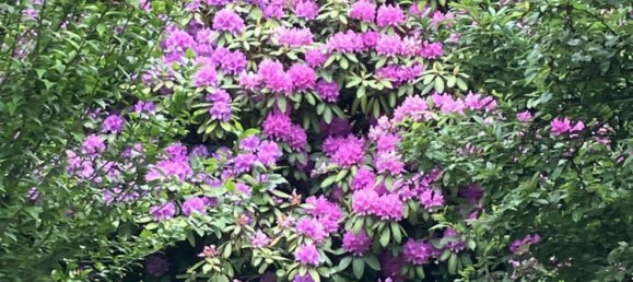 2 rooms House in Lockenhaus, Austria No. 232787 20