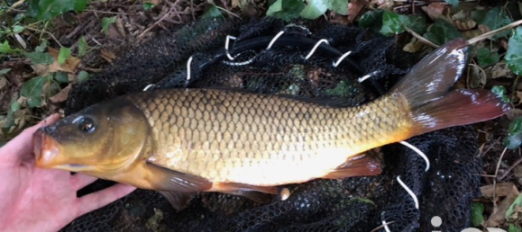 Terreno em Grand-Fougeray, France 4200 m² N.º 86550 3