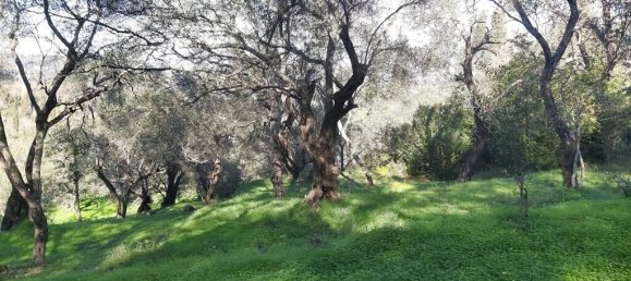 7000m² Hotel in Corfu, Greece No. 3741 14