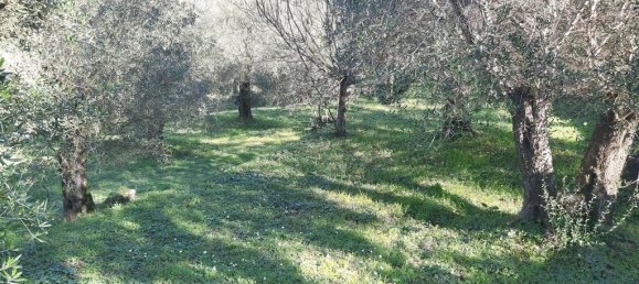 7000m² Hotel in Corfu, Greece No. 3741 4