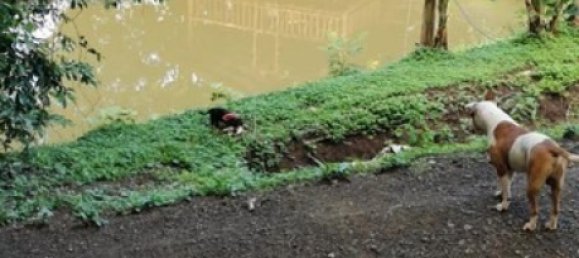 Земельный участок в Оханча, Коста-Рика № 1407 2