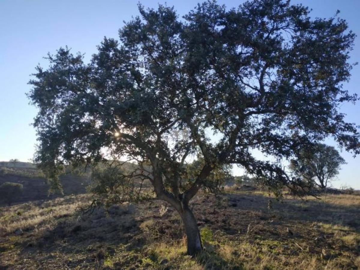 Grundstück in Castro Marim, Portugal 31760m², Nr. 2213