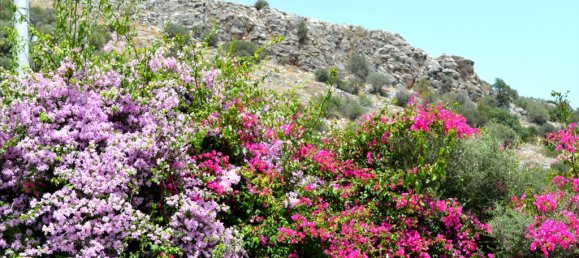 3 bedrooms Commercial property in Marathon, Greece No. 6690 4