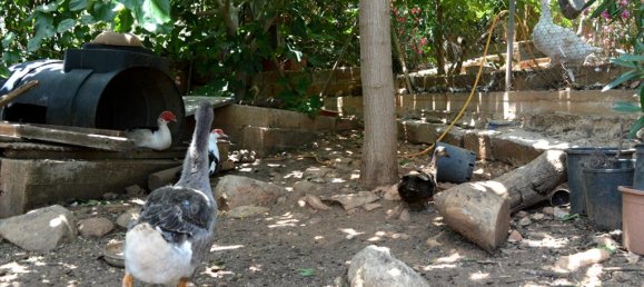 3 bedrooms Commercial property in Marathon, Greece No. 6690 10