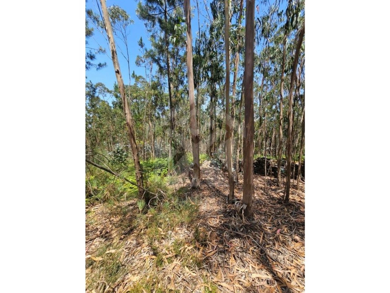  Land in Vila do Conde, Portugal No. 221562