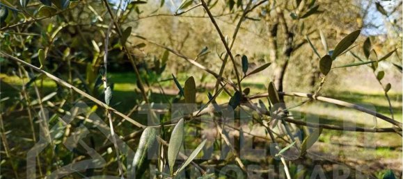 1600m² Land in San Nicola Manfredi, Italy No. 303301 5