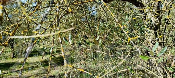 1600m² Land in San Nicola Manfredi, Italy No. 303301 6