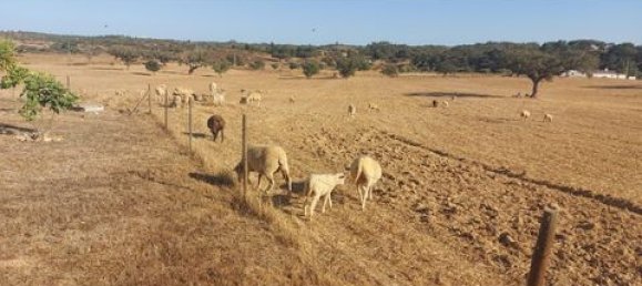 4 Schlafzimmer Haus in Ourique, Portugal, Nr. 149739 11