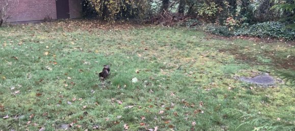 5 rooms House in Osterholz, Germany No. 127984 4