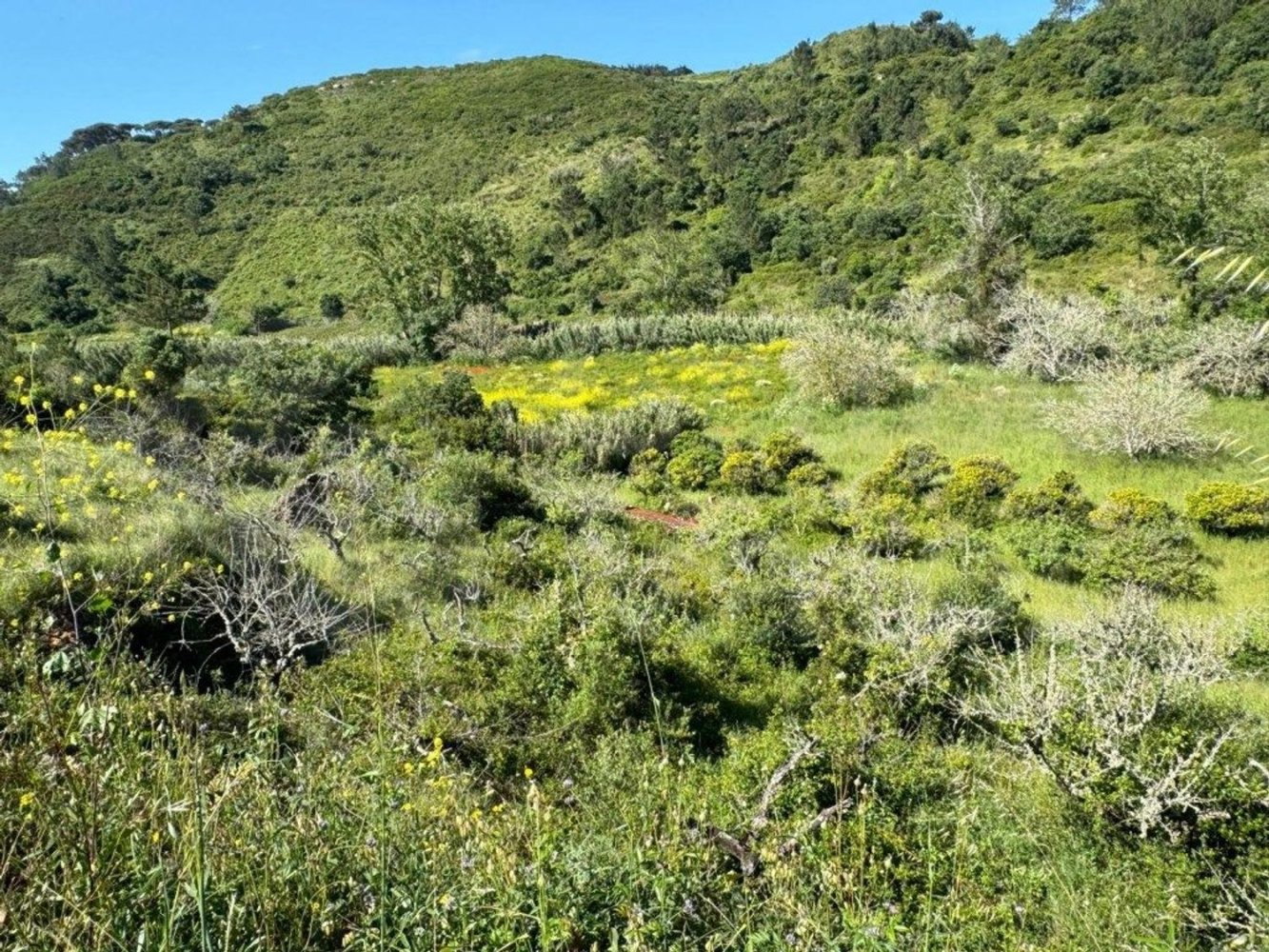 Земельный участок 4250м² в Мафра, Португалия № 74100